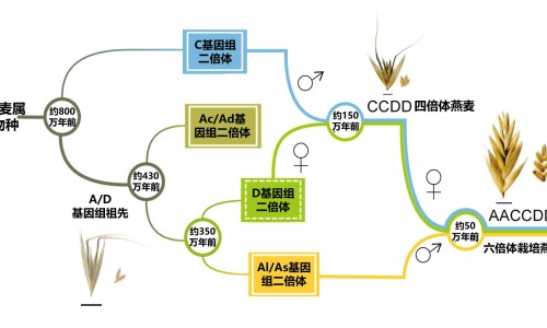 水培花生芽的吃法和做法专区_水培花生芽苗教程专区_水培花生芽的吃法网