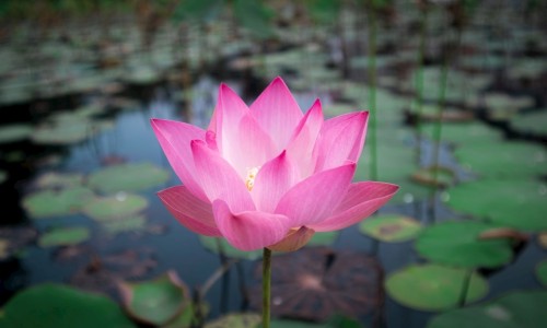 水培花生芽的吃法和做法-水培花生芽的吃法和做法专区_水培花生芽苗教程专区_水培花生芽的吃法网