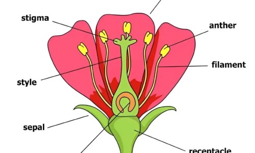水培花生芽吃法视频大全-水培花生芽的吃法和做法专区_水培花生芽苗教程专区_水培花生芽的吃法网